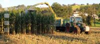 Corn silage harvest 52
