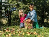 Mostapfel klauben 36