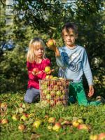 Mostapfel klauben 34