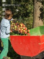 Mostapfel klauben 32
