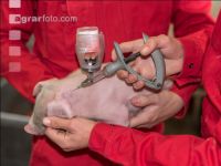 Ferkel Schmerzmittel 5