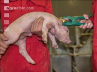 Ferkel Ohrmarke