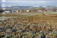 Mist auf frostige Wiese 20