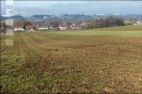 Mist auf frostige Wiese 2