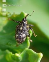 Gefleckter Kohltriebrüssler 4