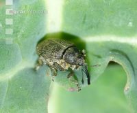 Grosser Rapsstaengelru