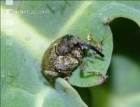 Grosser Rapsstaengelru