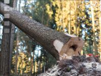 Fichte fällen 36