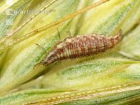 Florfliegen Larve