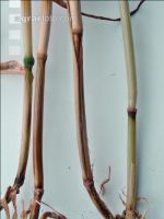 Fusarium Halmknoten 1