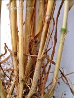 Fusarium Halmknoten 3