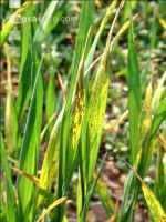 pH-Wert zu niedrig Weizen 2