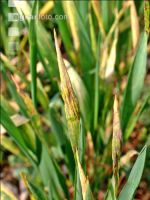 pH-Wert zu niedrig Weizen 1