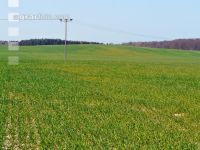 Schwefelmangel Getreide