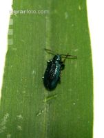 Blaues Getreidehähnchen