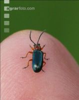 Rothalsiges Getreidehähnchen