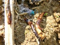 Getreide Ackerschnecken 6