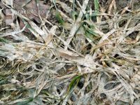 Schneeschimmel Getreide 4