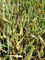 Weizen Rhizoctonia 4