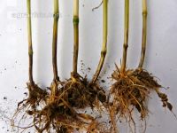 Getreide Rhizoctonia 1
