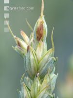 Weizen Pseudo Black Chaff 7