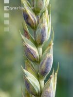 Weizen Pseudo Black Chaff 6