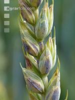 Weizen Pseudo Black Chaff 5