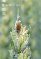 Weizen Pseudo Black Chaff 4