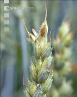 Weizen Pseudo Black Chaff 2