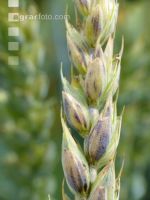 Weizen Pseudo Black Chaff 1