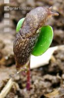 Raps Ackerschnecke 4