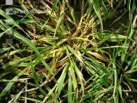 Typhula Gerste 3