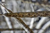 Alternaria Rapsschoten 5