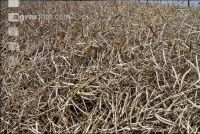 Alternaria Rapsbestand