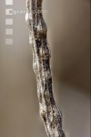 Alternaria Rapsschoten 4