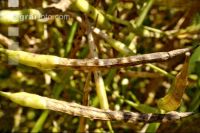 Alternaria Schoten Rapsschoten 3