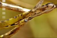 Alternaria Rapsschoten 1