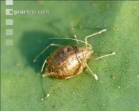 parasitierte Blattlaus