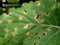 Raps Phoma Blatt 2