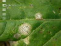 Raps Phoma Blatt 1