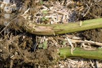 Raps Phoma Wurzelhals 3