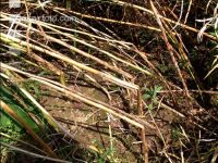Raps Phoma Wurzelhals 1