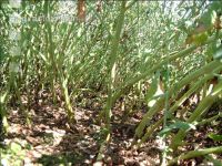 Rapsstaengelruessler S