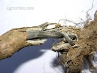 Verticillium Rapswurzel 3