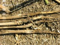 Verticillium Rapswurzel 4