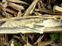 Verticillium Mikrosklerotien 4