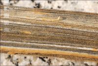 Verticillium Mikrosklerotien 3