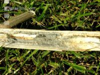 Verticillium Mikrosklerotien 6