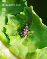 Gefleckter Kohltriebrüssler 5