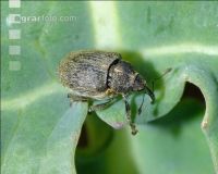 Grosser Rapsstaengelru